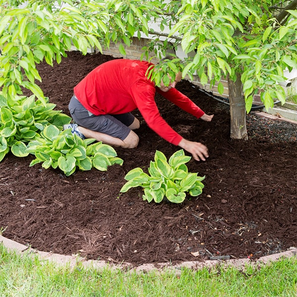 mulch installation mulch installation helps retain moisture, suppress weed growth, and improve soil health in your garden